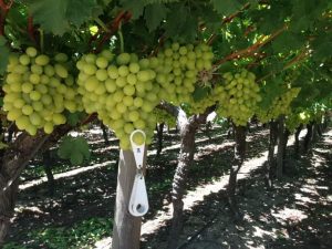 Bunches of white table grapes ripening on the vine