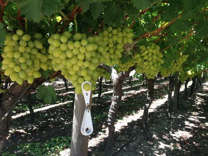 Bunches of white table grapes ripening on the vine