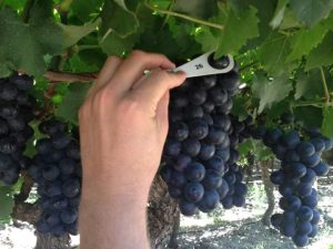 Black table grapes checked on the vine before harvest