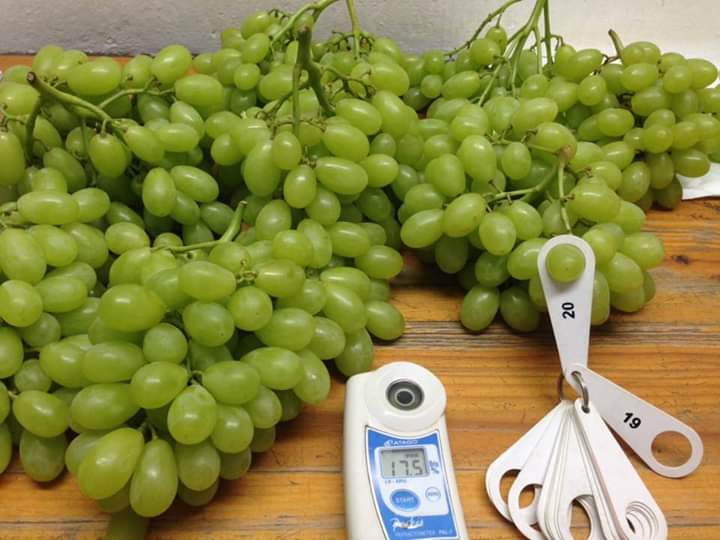 White table grapes with a refractometer used to read sugar content