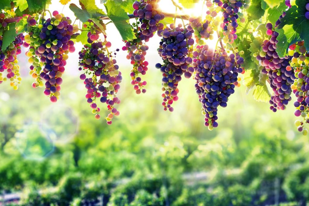 Table grapes hanging in the vineyard