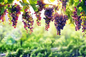 Table grapes hanging in the vineyard
