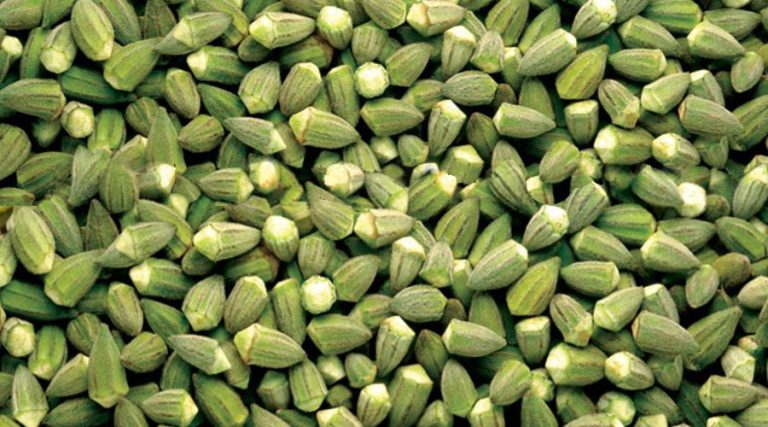 IQF okra pods, whole and graded to size
