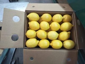 Egyptian lemons packed into an export carton