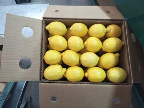 Egyptian lemons packed into an export carton