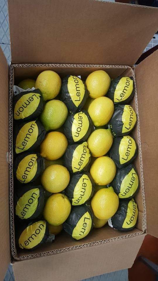 Egyptian lemons packed into an export carton