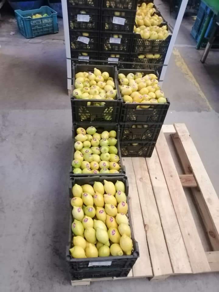 Crates of lemons on a pallet in the packhouse