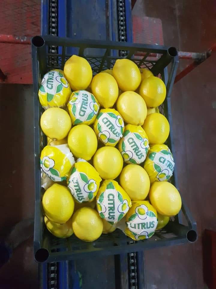 Graded lemons in a crate on the packing line
