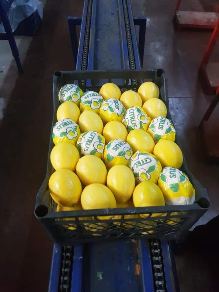 Graded lemons in a crate on the packing line