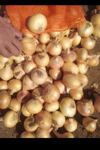 Golden onions filling a mesh export bag