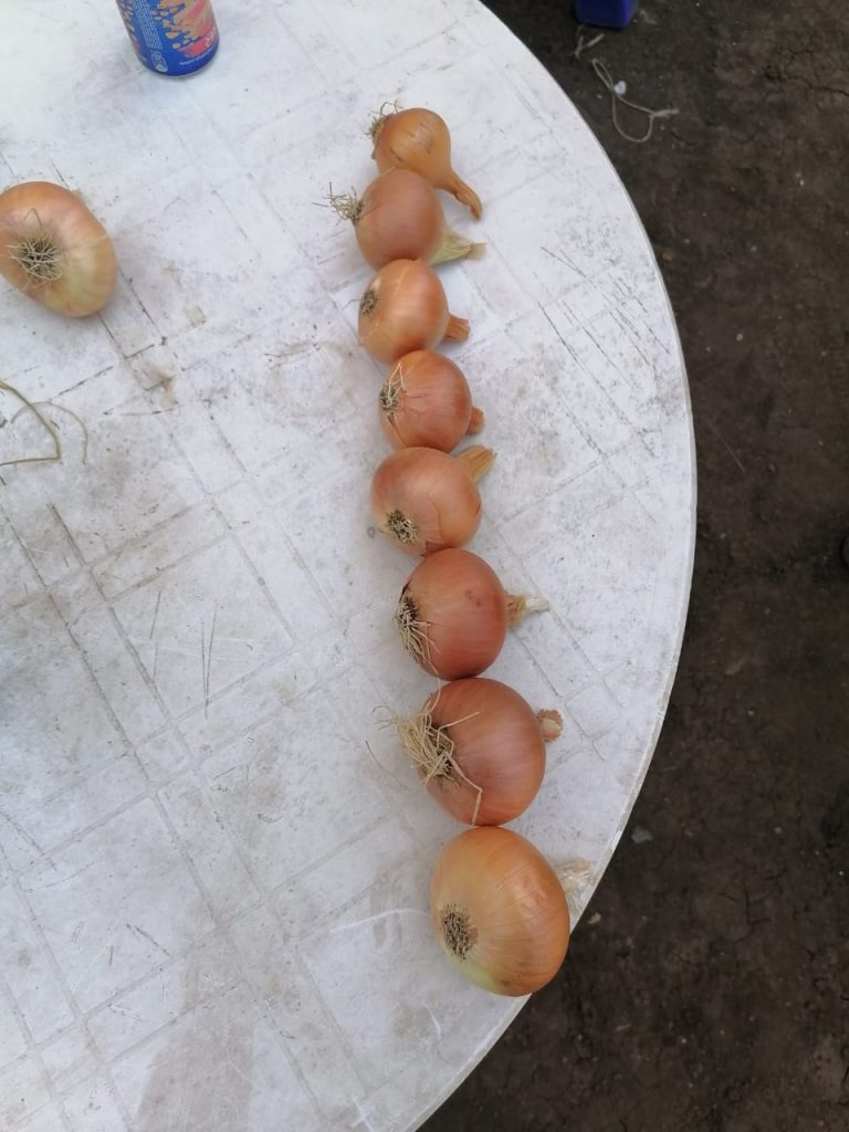 Onions laid out for grading