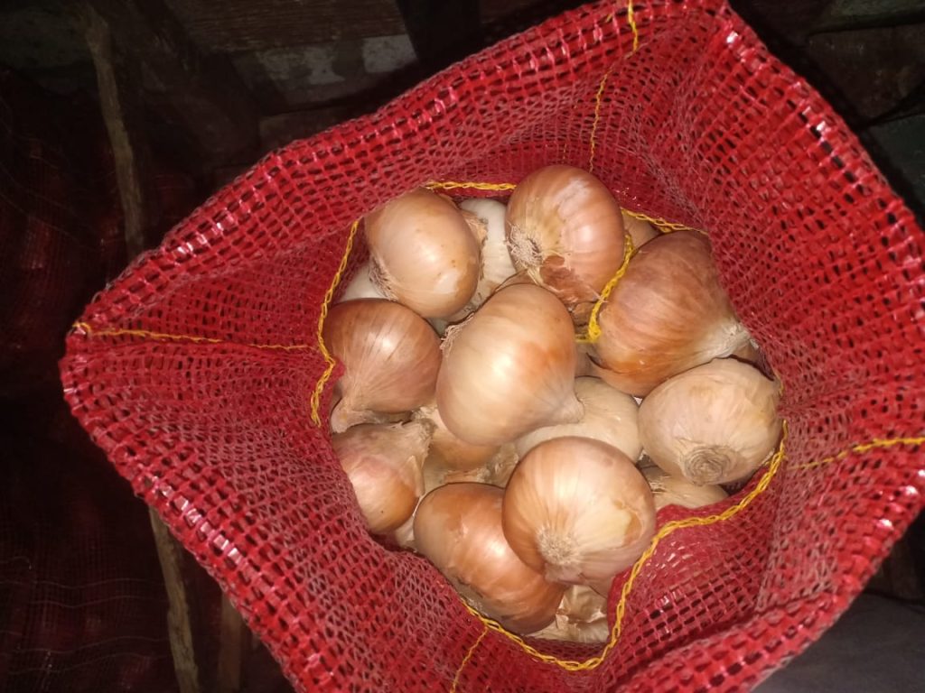 Golden onions filling a mesh export bag