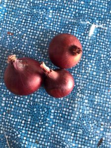 Red Egyptian onions