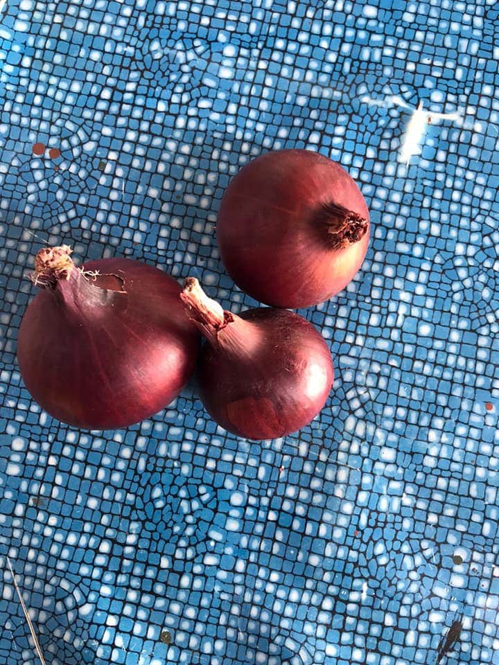 Red Egyptian onions