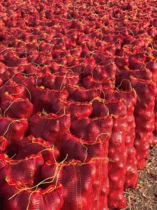 Mesh bags of Egyptian onions stacked on pallets