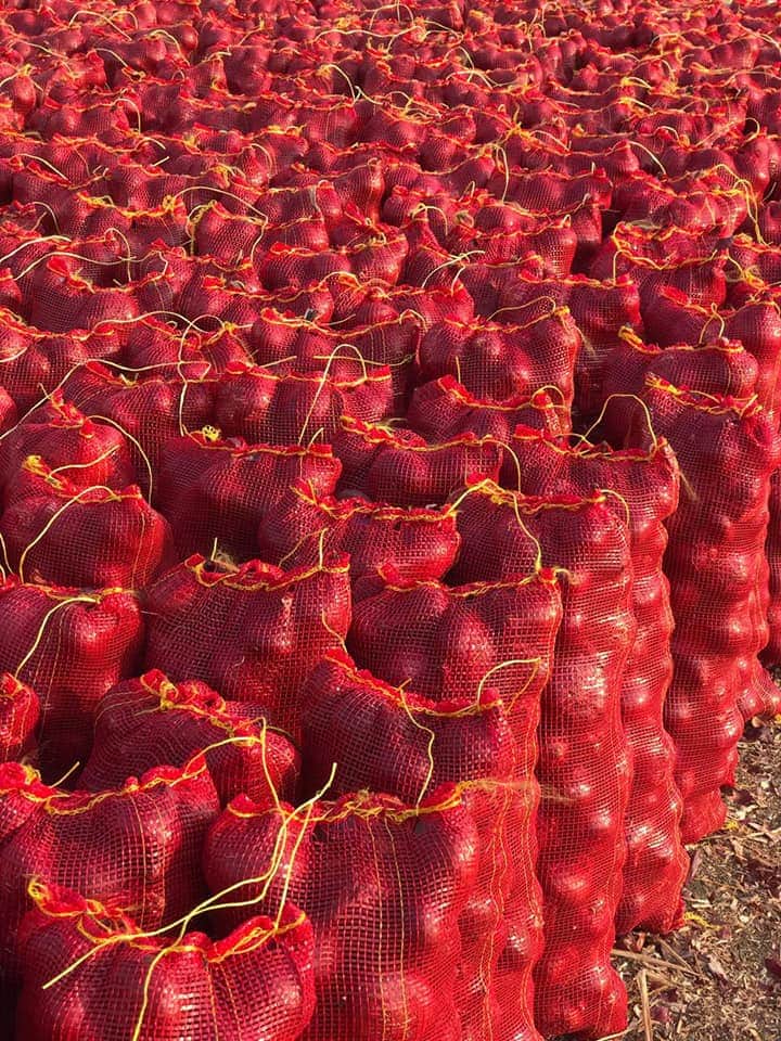 Mesh bags of Egyptian onions stacked on pallets