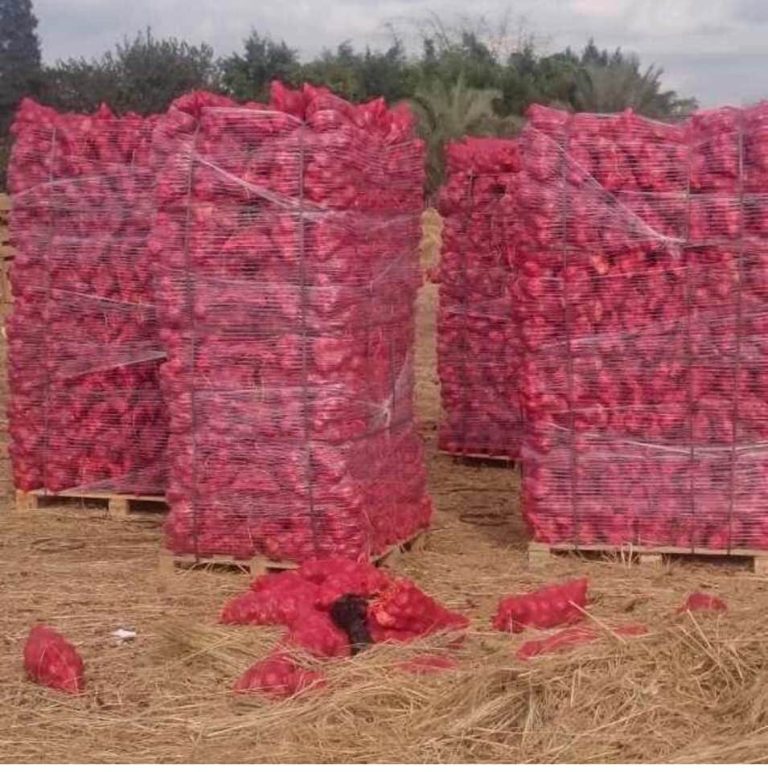 Mesh bags of Egyptian onions stacked on pallets
