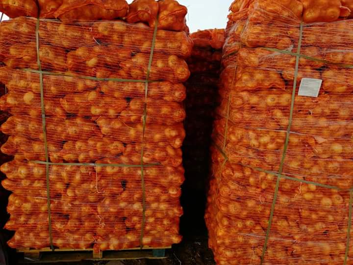 Mesh bags of Egyptian onions stacked on pallets