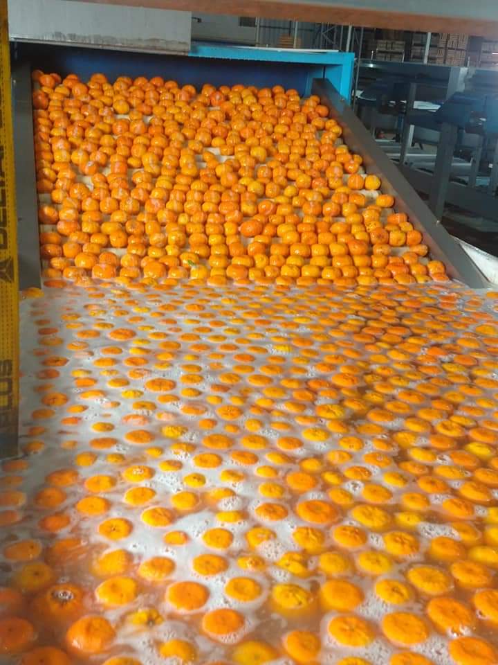 Oranges moving along the grading line