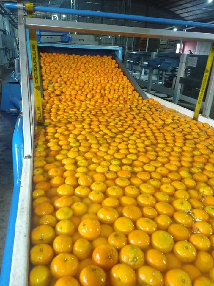 Oranges moving along the grading line