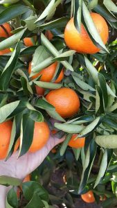 Oranges ripening on the tree