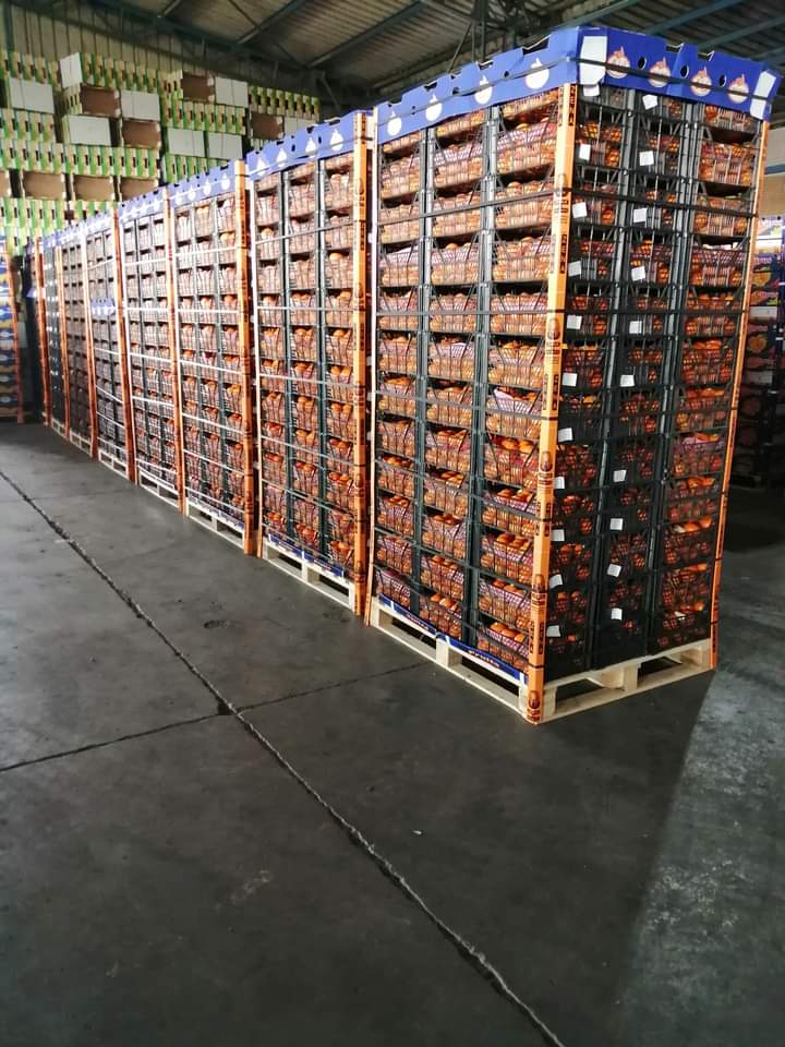 Pallets of citrus crates in the cold store