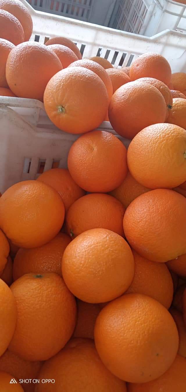Graded oranges packed for export