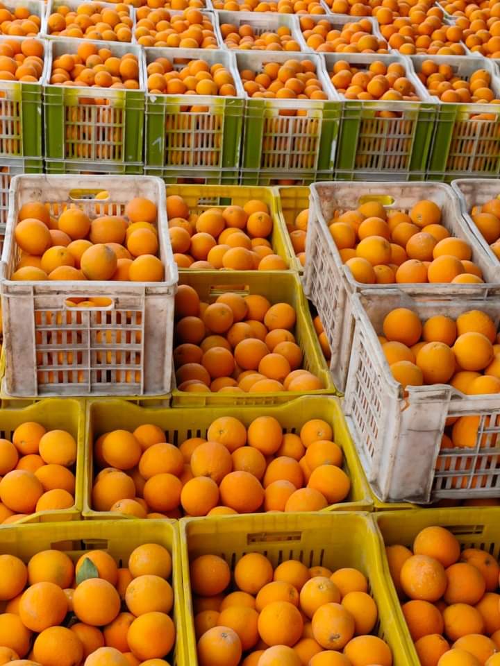 Crates of oranges awaiting packing