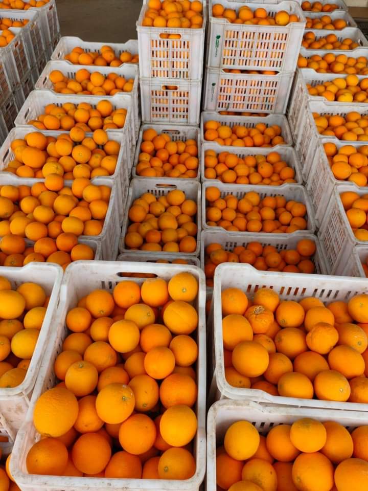 Crates of oranges awaiting packing