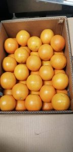 Graded oranges packed for export