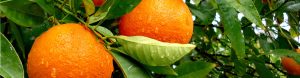Oranges ripening on the tree