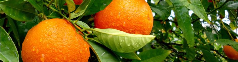 Oranges ripening on the tree