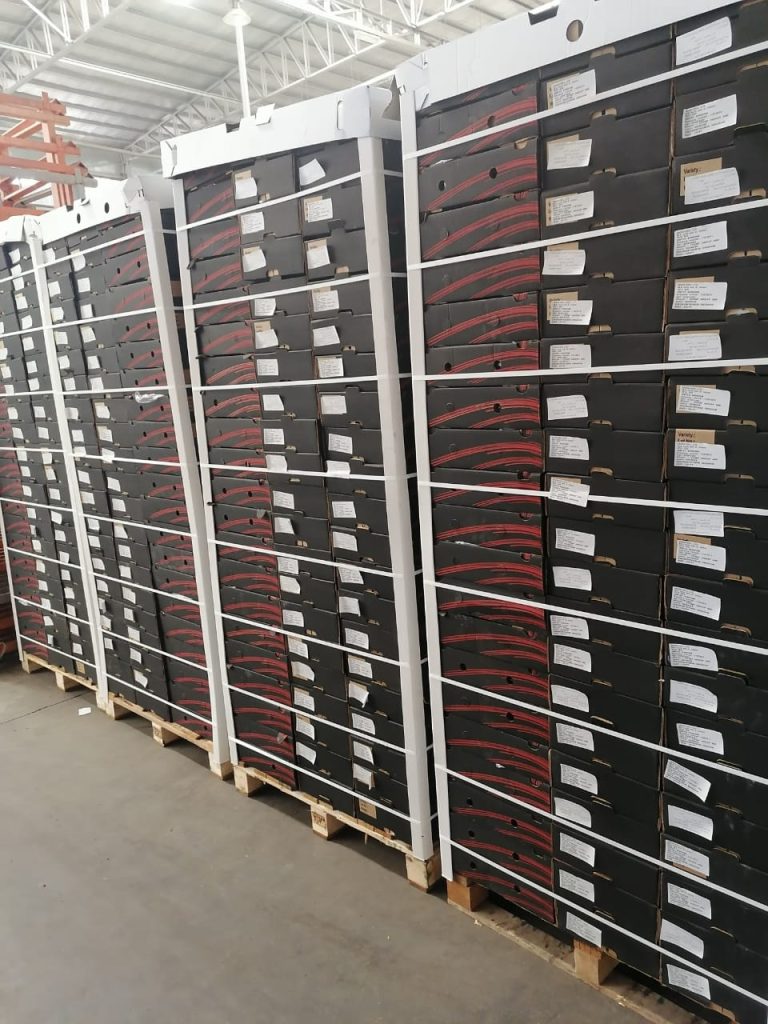 Pallets of pomegranate cartons in the cold store