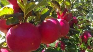 Egyptian pomegranates ripening on the tree