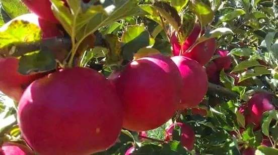 Egyptian pomegranates ripening on the tree