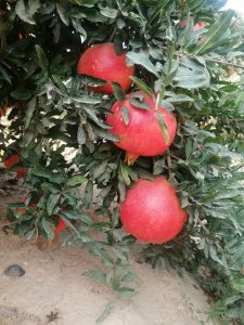 Egyptian pomegranates ripening on the tree