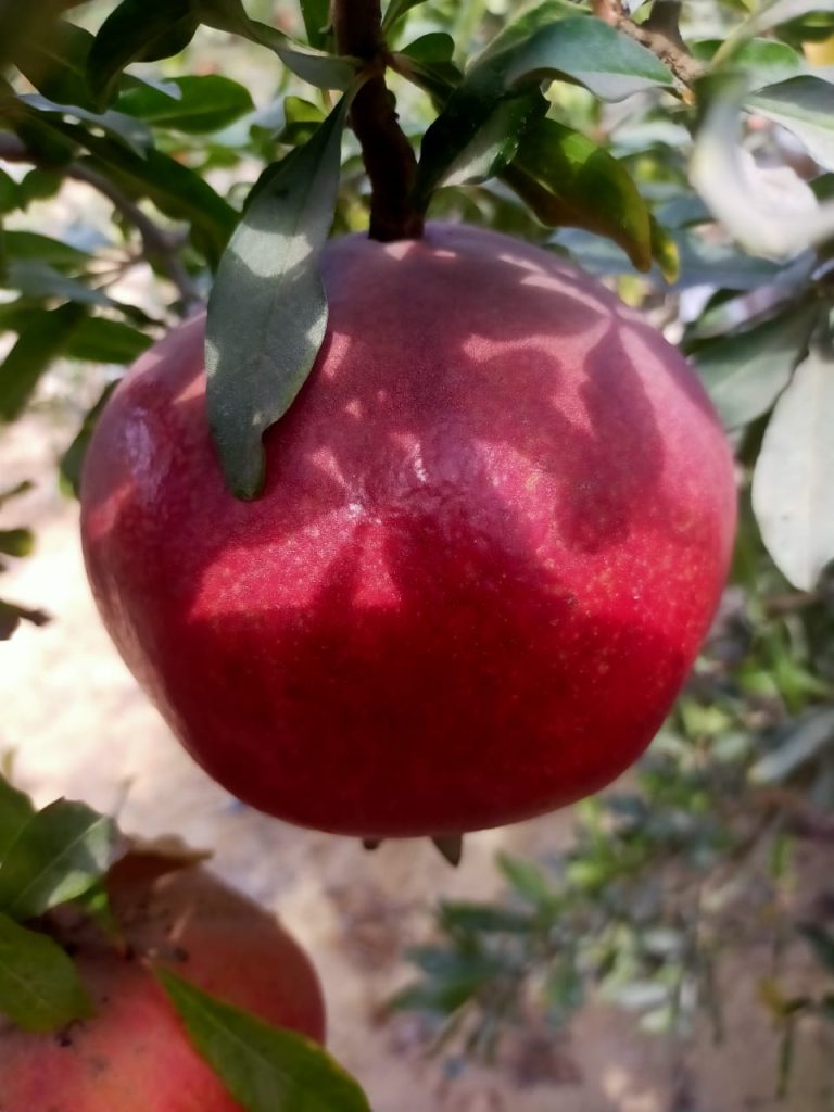 Egyptian pomegranates ripening on the tree