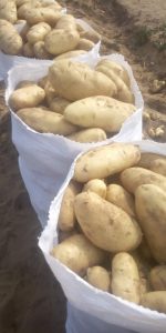 Egyptian potatoes filling export bags