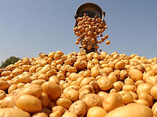 Harvested potatoes tipped into a bulk pile at the field edge