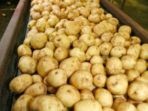 Graded Egyptian potatoes