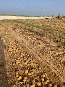 Lifted potatoes lying in rows across the field