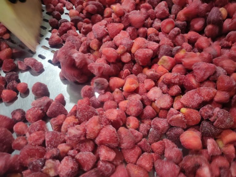 Frozen strawberries being sorted by hand on a perforated tray