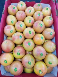 Labelled grapefruit packed in rows in an open red export carton