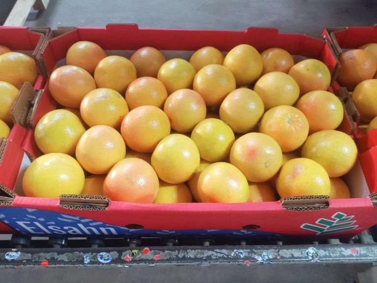 Grapefruit packed in the new red and blue Elsahn carton