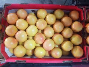 Pink-blushed grapefruit packed tightly into an open red carton