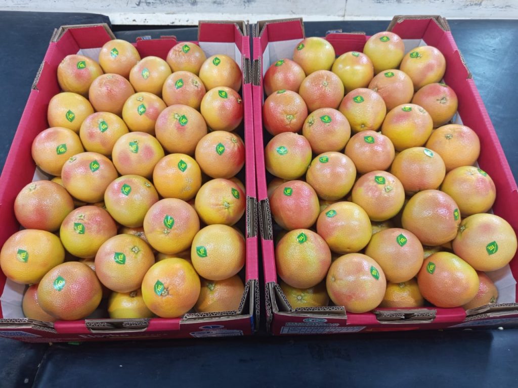 Two export trays of Egyptian grapefruit, every fruit labelled Elsahn Greens