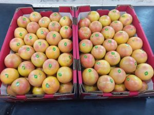 Two open red cartons of labelled grapefruit side by side on the packing line