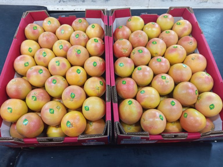 Two open red cartons of labelled grapefruit side by side on the packing line