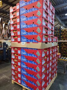 Grapefruit palletised in the new Elsahn cartons, tagged size 50, beside crates of fruit