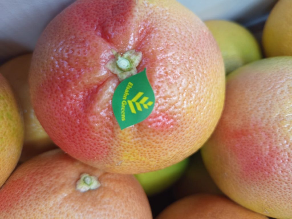 A graded grapefruit carrying the Elsahn Greens leaf